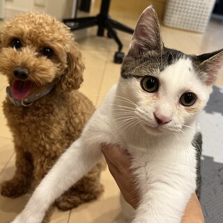 お手が上手！人馴れ抜群！抱っこ大好きなちびちゃん！