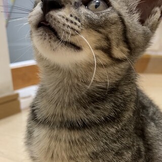 甘えん坊のキジトラです