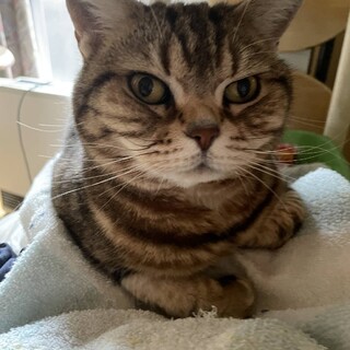 飼い主急死により緊急