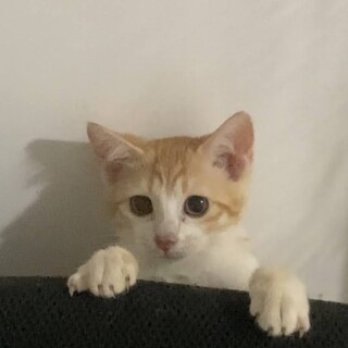 沖縄4兄妹⭐️好奇心旺盛でフレンドリーなナツ君♪