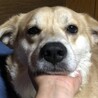 非常に繊細なテオの運命探し