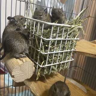 赤ちゃんデグー9匹里親募集