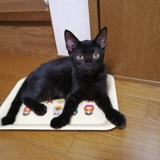 みんなそっくり黒猫麻雀兄妹　ウーちゃん♀
