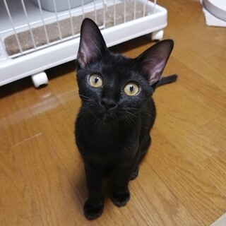 みんなそっくり黒猫麻雀兄妹　ロンちゃん♀