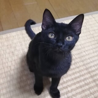 みんなそっくり黒猫麻雀兄妹　ポンちゃん♀