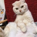 スコティッシュフォールドの女の子(7歳くらい)