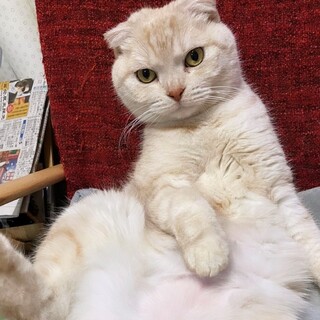 スコティッシュフォールドの女の子(7歳くらい)