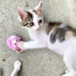 おっとりな性格の子猫ちゃん