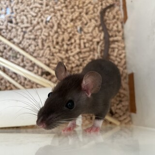 ファンシーラット♀生後3ヶ月