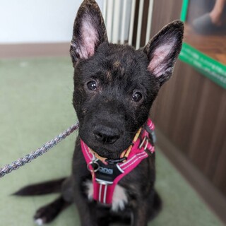 天真爛漫の甲斐犬♀子犬【夏海ちゃん】