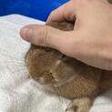ネザーランドドワーフ♀1才 