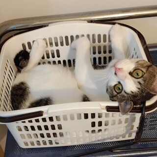 甘えん坊の珀（はく)です。