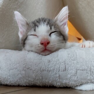 6兄妹しっぽが長ーいイケメン♡マックス