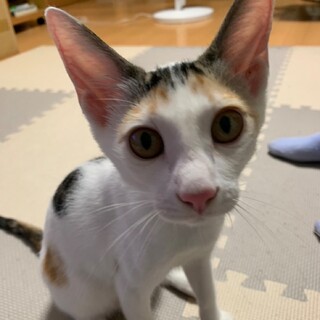 遊ぶの大好き★アキちゃん