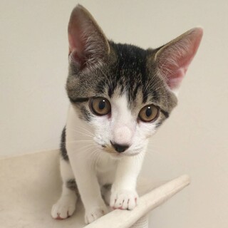 イケメン★ヒカル君