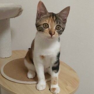 遊ぶの大好き★アオイちゃん