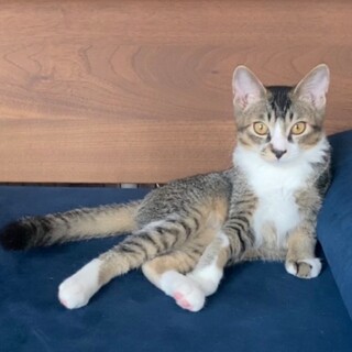 イケメン★カッツ君