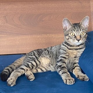 イケニャン★しゅパッと君