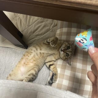 アイラインくっきり薄色キジの美猫、こむぎちゃん