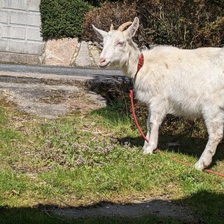 ヤギちゃんの里親様募集です。