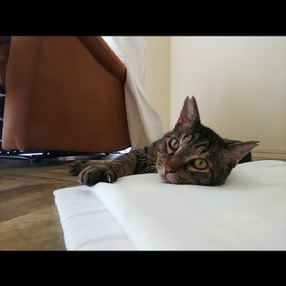 甘えん坊♡まんまる丸顔の福之助