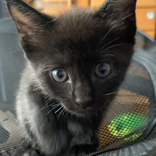 Help！幸せ待ち。黒猫イケニャン⭐️だいち