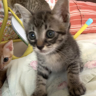 Help！幸せ待ち。なれなれキジトラ⭐️かぜ