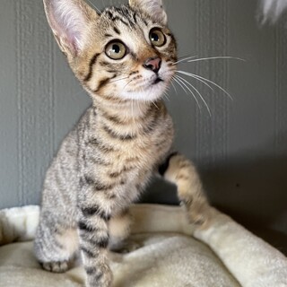 【不妊手術済み】かわいいキジトラちゃん