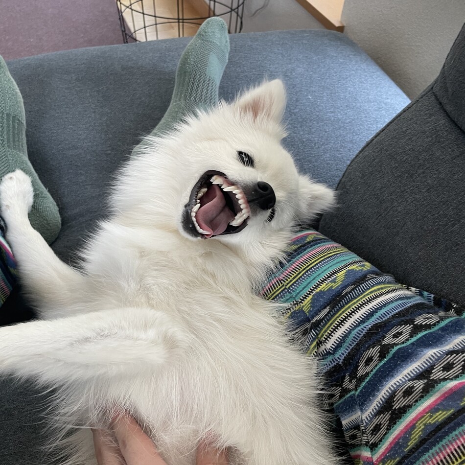 てんのカバー写真