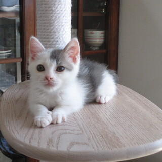 ブルー白　一人っ子の里親さま募集