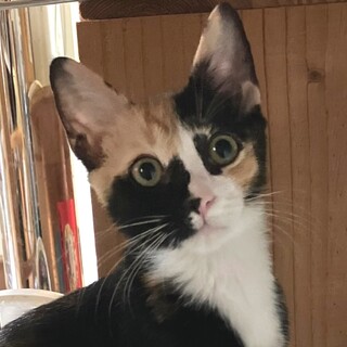 3/24荒川区荒川公園譲渡会参加　みおちゃん