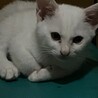 白猫A子　生後7ヶ月半、室内飼い　 サムネイル2