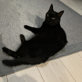 高齢猫の里親募集です。