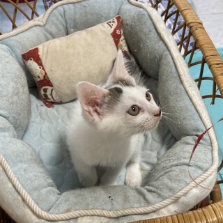 人も猫も好き！活発で寂しがりやのタウ君