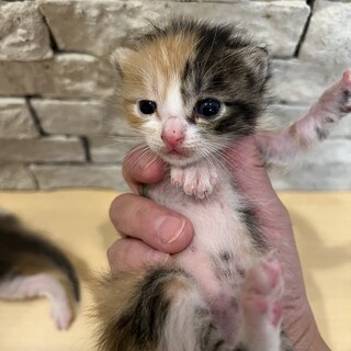 急募！三毛猫　女の子　生後2〜3週間　