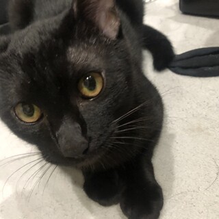 里親決まりました！！甘えん坊な黒猫 男の子