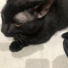 里親決まりました！！甘えん坊な黒猫 男の子 サムネイル2