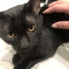 里親決まりました！！甘えん坊な黒猫 男の子 サムネイル3