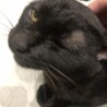 里親決まりました！！甘えん坊な黒猫 男の子 サムネイル4
