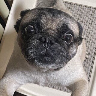 パグちゃん　フォーン王子　黒パグ姫