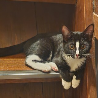 4/12産まれ甘えんぼ女の子