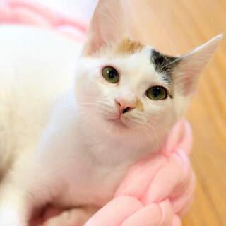 ぎおん♡家族ができました