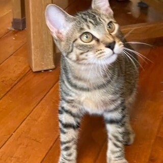 人懐こくて性格も抜群！たくや君（5ヶ月）