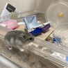 ハムスター6匹里親様に出会えました。 サムネイル3