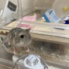 ハムスター6匹里親様に出会えました。 サムネイル4