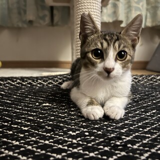 白サバのこゆきくん3ヶ月ごうちゃん兄弟