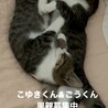 白サバのこゆきくん3ヶ月ごうちゃん兄弟 サムネイル7