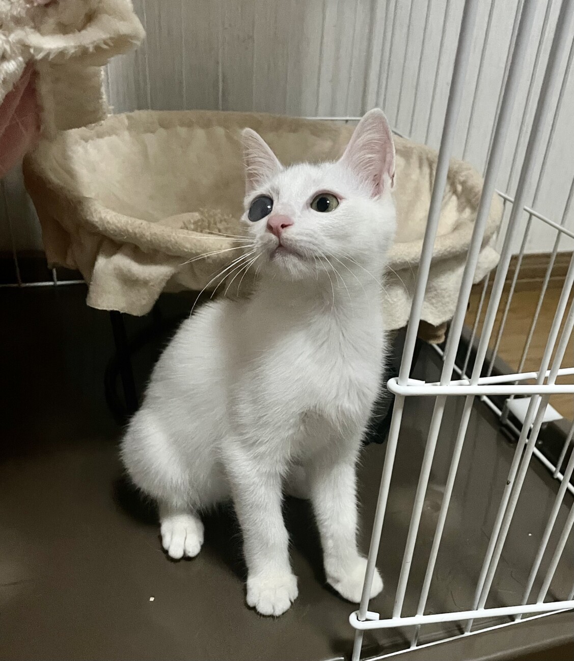 一閑張り　一閑張りバック　白猫　 昼寝猫　猫沢山　素敵 猫の里親募集】東京都・雑種・人間大好き抱っこ大好きな元気