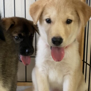 2ヶ月 ♂ カムイ　今週末譲渡会開催します