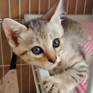 サバトラちゃん里親さんが見つかりました